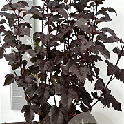 Physocarpus opulif. 'Diabolo' 80-100 cm 7,5L