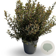 Physocarpus opulif. Little Devil 30-40 cm 3,0L