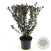 Physocarpus opulif. Little Devil 30-40 cm 3,0L