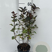 Physocarpus opulif. 'Red Baron' 40-50 cm 3,0L