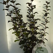 Physocarpus opulif. 'Red Baron' 80-100 cm 7,5L