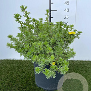 Potentilla f. 'Kobold' 25-30 cm 3,0L
