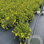 Potentilla f. 'Kobold' 30-40 cm 3,0L