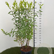 Spiraea billardii 50-60 cm 3,0L