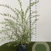 Spiraea cinerea 'Grefsheim' 50-60 cm 3,0L