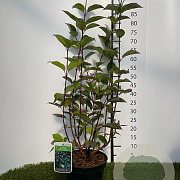 Cornus alba 'Kesselringii' 60-80 cm 3,0L