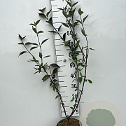 Cornus alba 'Kesselringii' 80-100 cm 5,0L