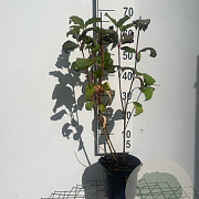 Cornus alba 'Sibirica' 60-80 cm 3,0L