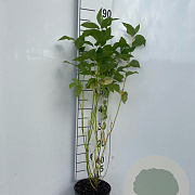 Cornus sericea 'Flaviramea' 60-80 cm 3,0L