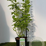 Cornus sericea 'Flaviramea' 60-80 cm 3,0L