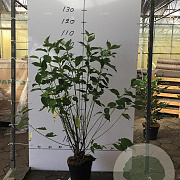 Cornus sericea 'Flaviramea' 80-100 cm 5,0L