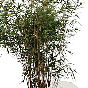 Fargesia scabrida 'Asian Wonder' 125-150 cm 15L