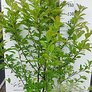 Magnolia kobus 150-175 cm 20L
