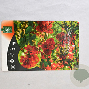 Chaenomeles sup. 'Orange Trail' 30-40 cm 2,0L