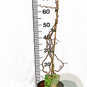 Corylus a. 'Scooter' 40-60 cm 3,0L