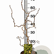 Corylus a. 'Twister' 40-60 cm 3,0L