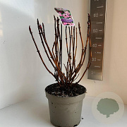 Hydrangea m. Frisbee 40-50 cm 5,0L