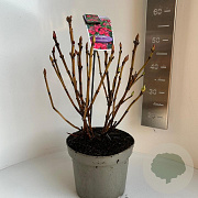 Hydrangea m. Frisbee Hot Pink 40-50 cm  scherm rood