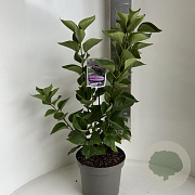 Syringa v. 'Katherine Havemeyer' 40-50 cm 5,0L