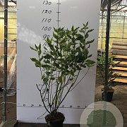 Cornus alba 'Elegantissima' 80-100 cm 5,0L