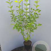 Cornus sericea 'Flaviramea' 100-125 cm 5,0L