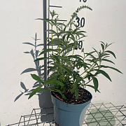 Buddleja d. 'Nanho White' GM 2,0L