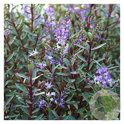 Hebe 'Mrs Winder' GM 10L
