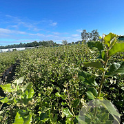 Quercus ilex 40-60 cm 5,0L