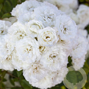 Rosa (H) Alba Meidiland GM C1.5 eigen wortel