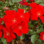 Rosa (M) Cricket GM C1.5 eigen wortel