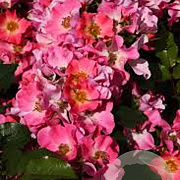 Rosa (H) Giro d' Italia GM C1.5 eigen wortel