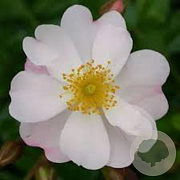 Rosa (F) Medeo GM C1.5 eigen wortel