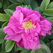 Rosa (R) 'Moje Hammarberg' GM C1.5 eigen wortel