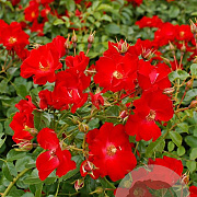 Rosa (H) Rally GM C1.5 eigen wortel