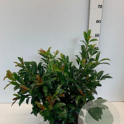 Prunus l. 'Nero' 40-50 cm met kluit