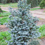 Abies lasiocarpa 80-100 cm met kluit