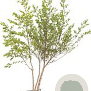Acer campestre 125-150 cm 10L meerstammig