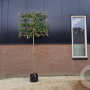 Acer campestre 10-12 HO draadkluit LEIVORM 200 cm stam