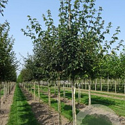Acer campestre 12-14 HO draadkluit 250 cm stam
