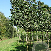 Acer campestre 12-14 HO draadkluit LEIVORM 200 cm stam