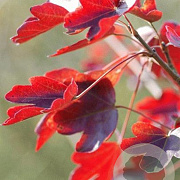 Acer campestre 'Evenley Red' 10-12 HO draadkluit