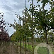 Acer campestre 'Evenley Red' 10-12 HO draadkluit