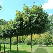 Acer campestre 'Nanum' 10-12 HO draadkluit 220 cm stam