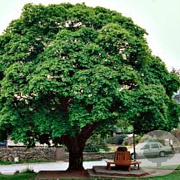 Acer cappadocicum 200-250 cm draadkluit struik