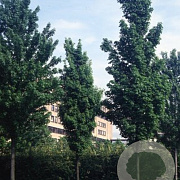 Acer cappadocicum lobelii 16-18 HO draadkluit