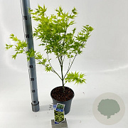 Acer pal. 'Aoyagi' 60 cm 3,0L