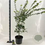 Acer pal. 'Aoyagi' 70-90 cm 10L