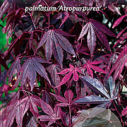 Acer pal. 'Atropurpureum' 60-70 cm 3,0L