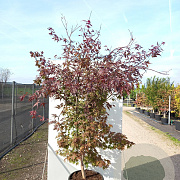 Acer pal. 'Atropurpureum' 100-125 cm 40L meerstammig