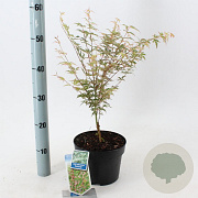 Acer pal. 'Butterfly' 50-60 cm 3,0L